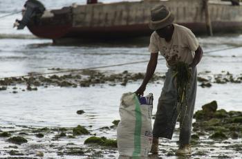 Harvesting seaweed in Bagamoyo, Tanzania. Photo by Samuel Stacey.