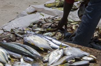 Reef fish displayed for consumers in Bagamoyo, Tanzania. Photo by Samuel Stacey, WorldFish.