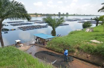 Tilapia cages, Maleka Farm, near Akosombo, Ghana. Photo by Jens Peter Tang Dalsgaard.