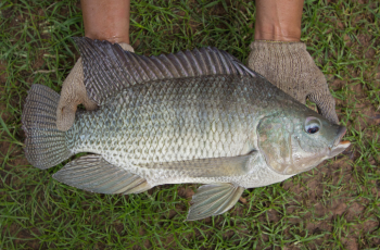 At present, more than 50 percent of the global commercial tilapia production is based on GIFT or GIFT-derived strains. Photo by WorldFish.
