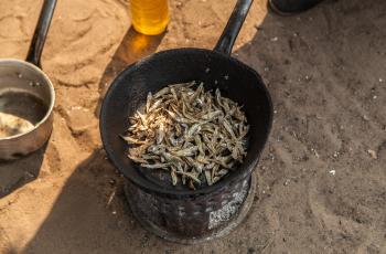 Dried fish. Photo by Clayton Smith.