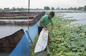 Harvesting vegetables in Khulna, Bangladesh. Photo by Yousuf Tushar.