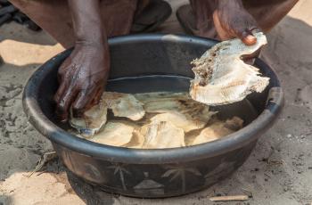 Salted fish being soaked by Webby Kahyata, fishing camp, Barotse floodplain, Zambia. Photo by Clayton Smith.