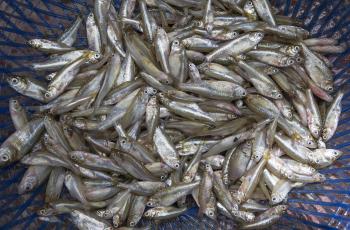 Mola is a micronutrient rich small fish. Khulna, Bangladesh. Photo by Yousuf Tushar.