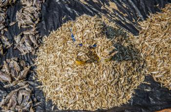 Dried fish, Zambia. Photo by Chosa Mweemba.