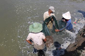 The shrimp harvest near Lhokseumawe, Aceh, Indonesia. Photo by Toby Johnson, WorldFish.