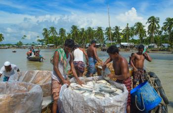 Collecting hilsa, Bangladesh. Photo by Mohammad Mahabubur Rahman.