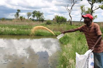 A farm employee feeds pellets to tilapia in ponds in Northern Province, Zambia. Photo by Kendra Byrd.