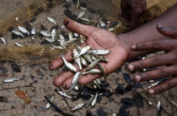 Fish farmer Debabrata Mallick holds up freshly caught mola, Gobindpur village, Kantapada block, Cuttack, Odisha, India. Photo by Arabinda Mahapatra.