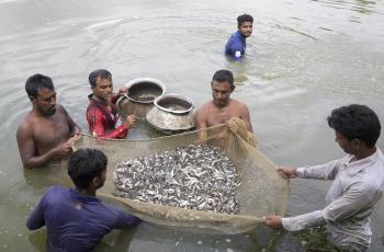 AIN Project in Bangladesh. Photo by Habibul Haque.