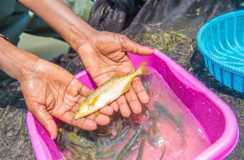 Imentesa fish, Zambia. Photo by Chosa Mweemba.