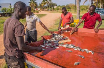 Working with Great Lakes Products Limited in northern Zambia. Photo by Chosa Mweemba.