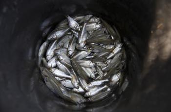 Mola sampling at Champa Debnath household pond. Photo by Habibul Haque.