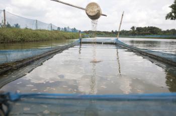 AIN Project in Bangladesh. Photo by Habibul Haque, WorldFish.