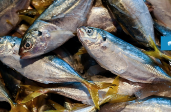 FISH Event: 15th Management Committee Meeting FISH Event: 15th Management Committee Meeting