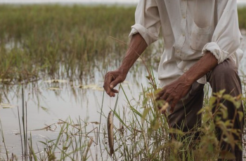 Mini-Symposium on Fish-Rice in Cambodia and the Lower Mekong Mini-Symposium on Fish-Rice in Cambodia and the Lower Mekong