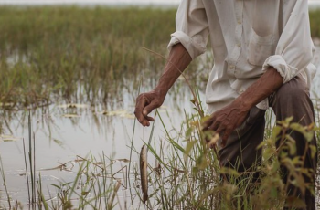 Mini-Symposium on Fish-Rice in Cambodia and the Lower Mekong