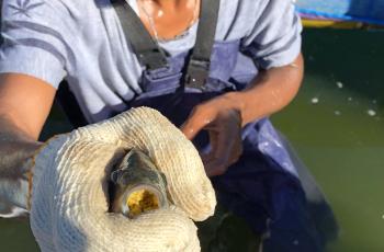 A female tilapia with eggs in mouth at the public –privatepartnership (PPP) model genetically improved farmed tilapia (GIFT) hatchery in Leohitu, Balibo, Bobonaro municipality, Timor-Leste. Photo by Jharendu Pant, WorldFish.