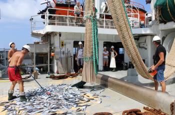 Landing marine fish for analysis on board the Dr. Fridtjof Nansen research vessel in the Bay of Bengal. Photo by Abu Ansar Md. Rizwan.