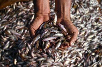 Fish Talk: COVID-19 Impacts on Fish and Aquatic Food Systems Fish Talk: COVID-19 Impacts on Fish and Aquatic Food Systems