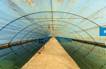 FISH Event: 15th Independent Steering Committee Meeting