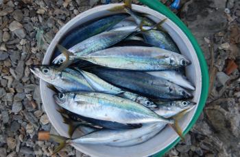 Ingredients and measures fillers for fish. Photo by WorldFish.