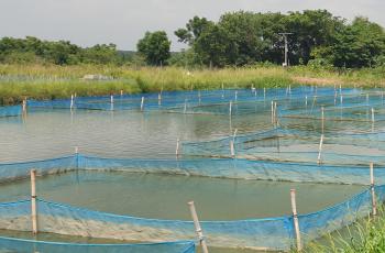 Tilapia fry pens in Nigeria. Photo by Rohana Subasinghe.