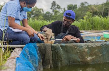USAID staff member, Flavia da Silva, takes a closer look at GIFT egg collection at Leohitu Hatchery, Bobonaro municipality. Photo by Shandy Santos.