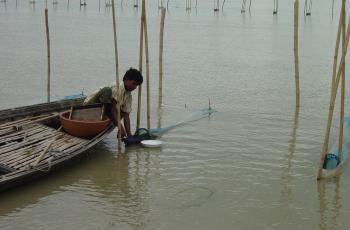 Developing induced breeding techniques for SIS could help to mitigate the destruction of wild spawn. Photo by Francois Rajts, WorldFish.