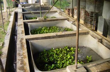 Outdoor concrete tank for use in SIS breeding trials. Photo by Francois Rajts, WorldFish.