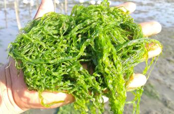 Green seaweed harvesting at Nuniarchora, Cox Bazar. Photo by M Arifur Rahman.