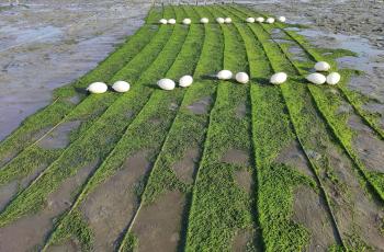 Green seaweed plot at Nuniarchora, Cox Bazar, Bangladesh. Photoby M Arifur Rahman, ECOFISH II Project, WorldFish Bangladesh.