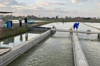 Picture for waste removal for In-Pond Raceway ((IPRS) System in Abbassa 23 March, 22. Photo by Ahmed Nasr-Allah, WorldFish Egypt.