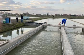 Picture for waste removal for In-Pond Raceway ((IPRS) System in Abbassa 23 March, 22.  Photo by Ahmed Nasr-Allah, WorldFish Egypt.