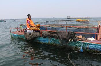 Pond cages. Photo by Agness Chileya, WorldFish.