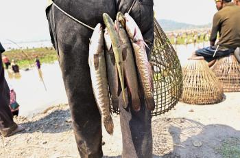 Murrels captured during community fishing at Borjong wetland in Assam. Photo by Sourabh Dubey.