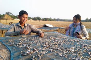 Solar drying of SIS. Photo by Kalpajit Gogoi.