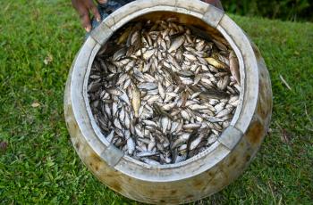 SIS caught from wetland in Assam. Photo by Sourabh Dubey.