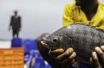 Tilapia, Nigeria. Photo by D.Oguntade, WorldFish.