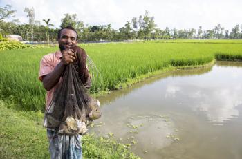 Md. Hafizur Rahman, a small holder farmer is showing the fish growth from his rice fish farm at Kursha, Kaunia, Rangpur, Bangladesh. Photo by WorldFish.