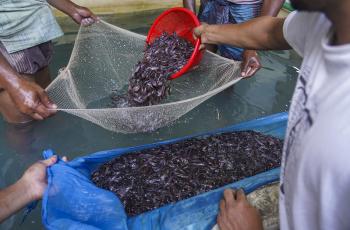 Traders are preparing fish seed health for selling and transport to other places in the fish seed market at Adamdighi, Bogura, Bangladesh. Photo by WorldFish.