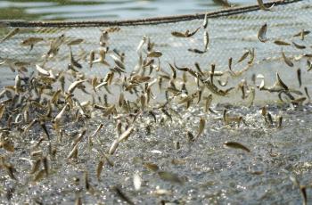 Grown up G3 rohu Renu pona (fish fry) for sell at Hai Hatchery. Photo by WorldFish.