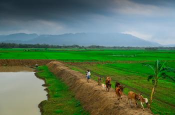 Village pond view in Assam. Photo by SK Dubey, WorldFish.