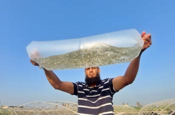 Dissemination of Nile tilapia of Abbassa strain to hatchery owners of fish farms, WorldFish, Abbassa, Abu-Hammad, Sharqia, Egypt. Photo by Hussam Shaheen, Research Assistant, WorldFish.