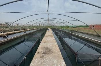 The breeding hapas at the raceway greenhouse, WorldFish’s facility, Abbassa, Abu-Hammad, Sharqia, Egypt. Photo by Hussam Shaheen, Research Assistant, WorldFish.