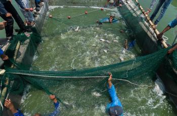 A group of In-Pond Raceway System (IPRS) workers of WorldFish team, harvesting the Nile tilapia of Abbassa strain, (IPRS), WorldFish, Abbassa, Abu-Hammad, Sharqia, Egypt. Photo by WorldFish, Egypt.