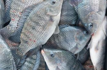 Harvested Nile tilapia of Abbassa strain, In-Pond Raceway System (IPRS), WorldFish, Abbassa, Abu-Hammad, Sharqia, Egypt. Photo by Hussam Shaheen, Research Assistant, WorldFish, Egypt.