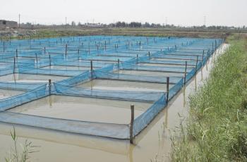 The fixed hapas in open ponds for spawning at WorldFish’s facility, Abbassa, Abu-Hammad, Sharqia, Egypt. Photo by WorldFish-Egypt