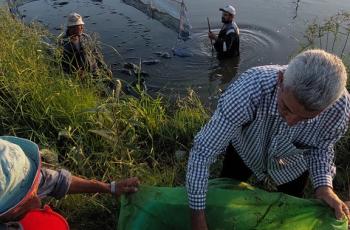 While counting and stocking Nile tilapia fry of Abbassa strain at the nursery pond after finishing the mono-sex hormone treatment period, WorldFish, Abbassa, Abu-Hammad, Sharqia, Egypt. Photo by Hussam Shaheen, WorldFish.