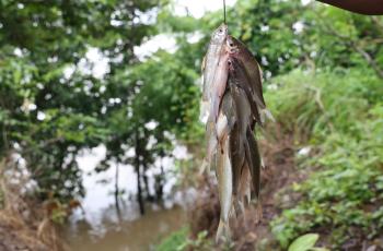 Lift fishing gear by fisher in Sesan river at Samkhouy CFi at Stung Treng, Cambodia (5). Photo by WorldFish.